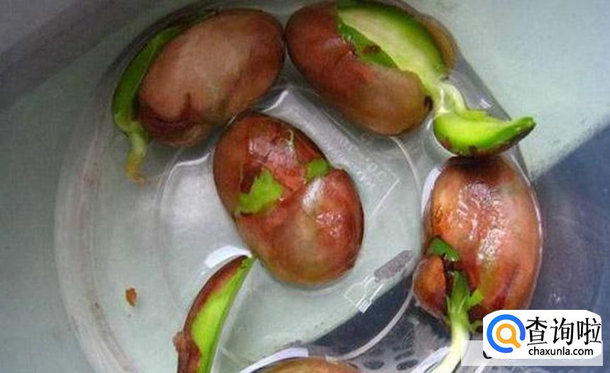 菠萝蜜核怎么发芽呢