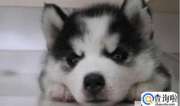 哪些原因会导致哈士奇皮屑增多