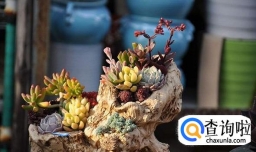 小白养多肉要注意些什么