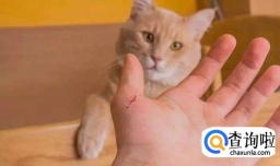 被小猫抓破了一点点皮怎么办