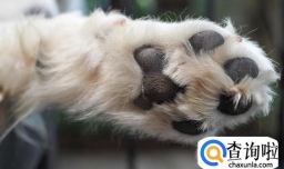 狗狗脚掌裂开该怎么护理