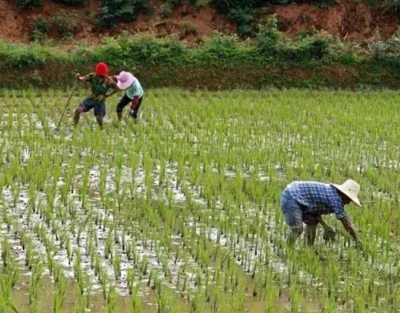 小暑农事活动有哪些