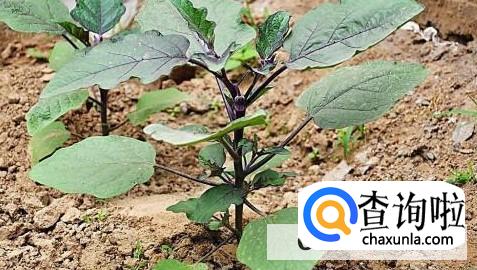 茄苗移植有哪些方法