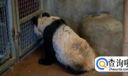 中动协在美照料丫丫吗？