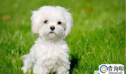 狗狗会妒忌和争宠吗?