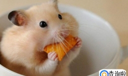 学生党便宜的小型宠物