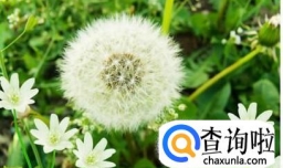 蒲公英花水真的能去掉雀斑吗？蒲公英祛斑的方法