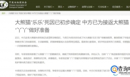 丫丫和乐乐的遗体或将一起回国，背后的故事和相关进展如何？