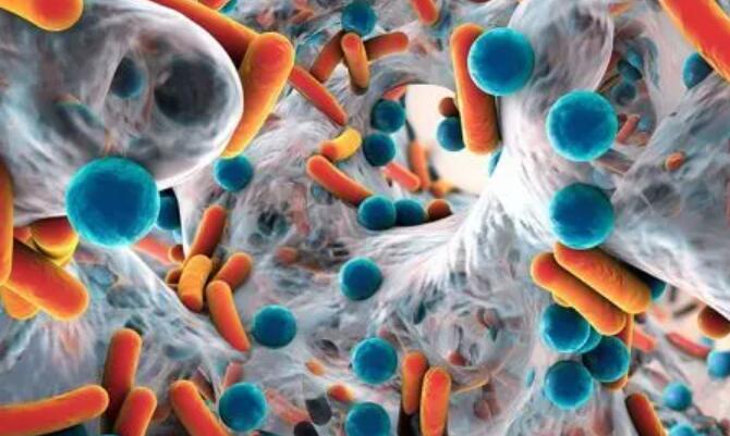 过氧化氢酶有什么作用