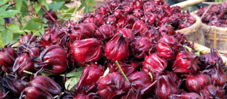 红桃k有什么功效和作用