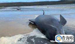 鲸鱼为什么总是会搁浅海滩