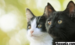 猫晚上不睡觉怎么办