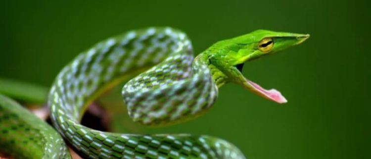 关于蛇的成语大全