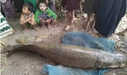 你见过“鱼王”等级的鱼吗？来聊一聊吧