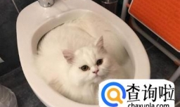 怎么训练小猫上厕所