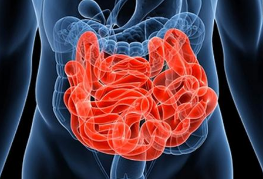 五脏六腑指的是什么