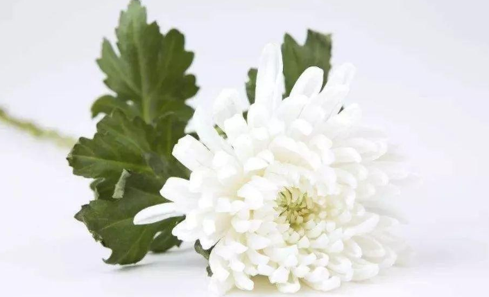 吊唁是什么意思