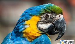 鹦鹉怎样养才粘人