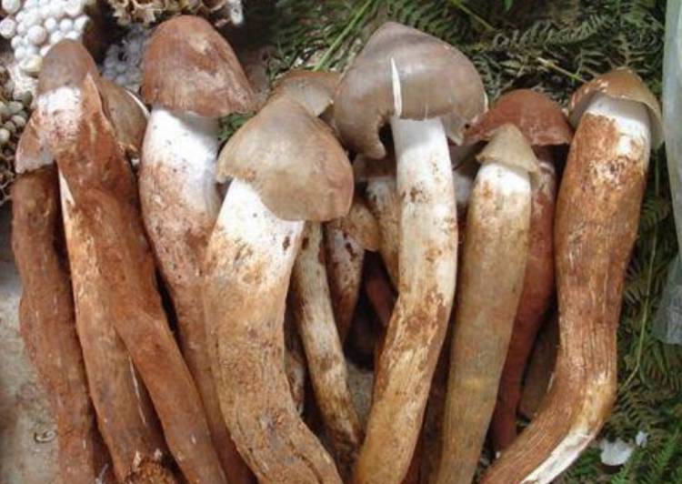 炸鸡棕油的做法