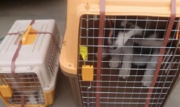 可以把宠物快递吗