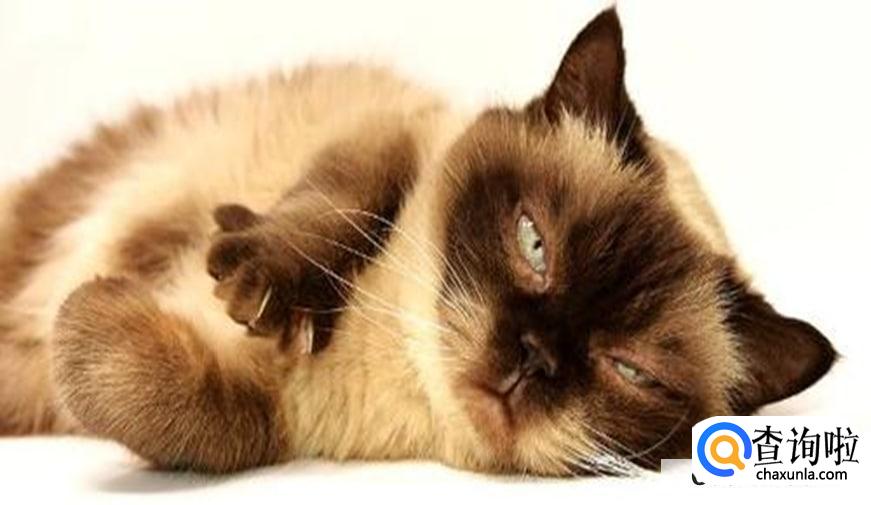 如何识别猫的情绪