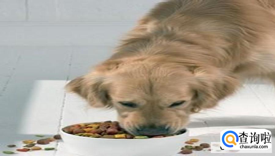 如何才能保证宠物食品安全