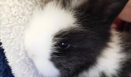 怎样养宠物兔？宠物兔能活多久？