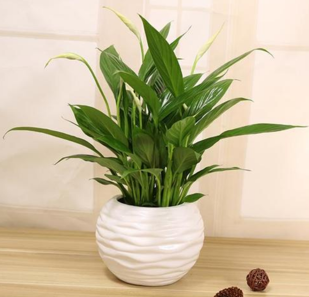 送女班主任什么礼物好