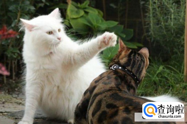 猫咪发情了怎么办？