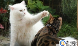 猫咪发情了怎么办？