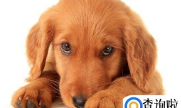 狗狗吃葡萄会怎么样,狗狗吃了葡萄怎么解毒