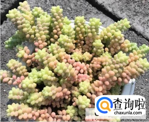 多肉玉坠怎么养才能饱满通透