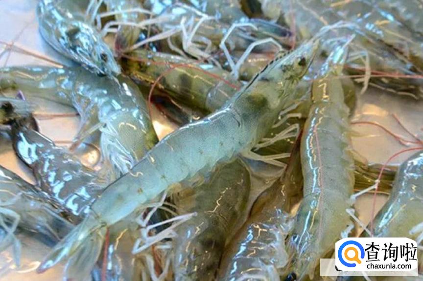 3种最适合懒人养的宠物