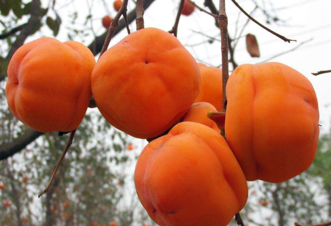 柿子不能和什么一起吃