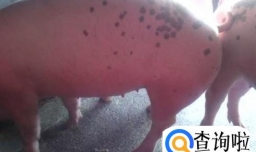 猪全身发红是什么病？
