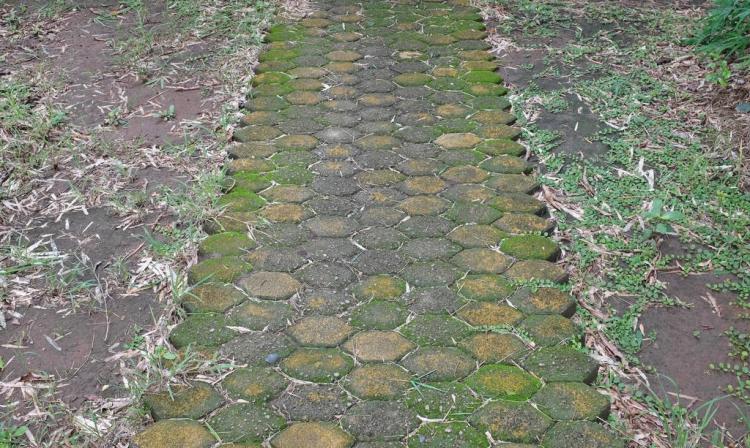 庭院地面上的青苔怎样消除