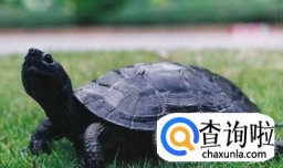 中华草龟怎么冬眠