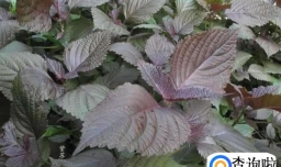 孕妇可以吃紫苏吗？