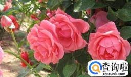 怎样才能让月季多开花以及养殖方法