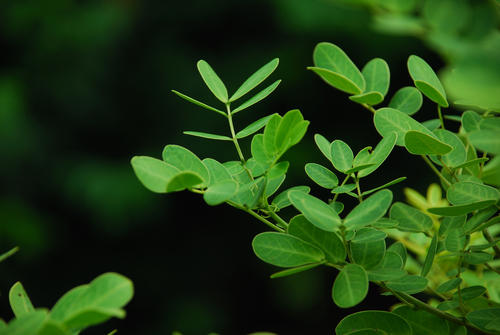 秋天树叶为什么会变黄