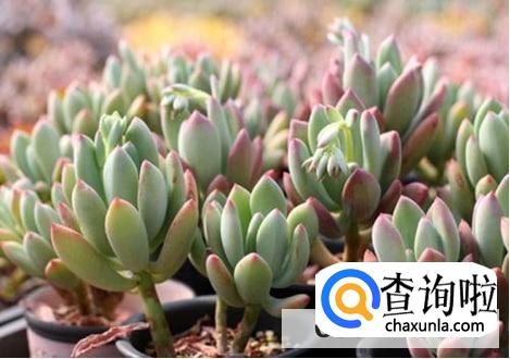 星美人的养殖的注意事项