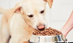 狗狗半夜叫怎么办