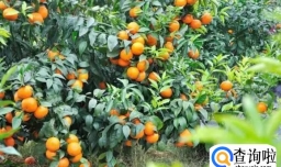 种植沃柑的优缺点