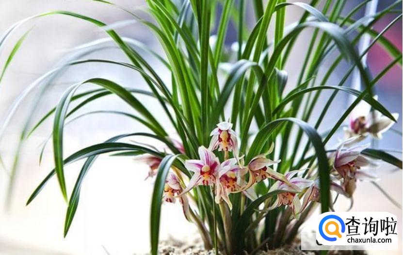 大红袍兰花如何养殖