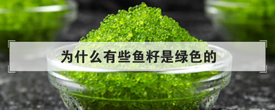 为什么有些鱼籽是绿色的