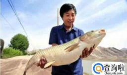 饵料配方钓罗非饵料