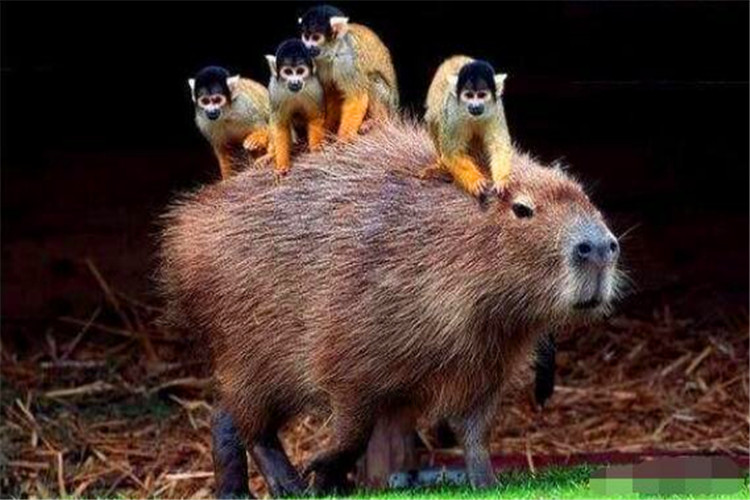 世界上最大的老鼠有多大