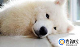 怎么看萨摩耶的年龄，怎么延长萨摩耶的寿命