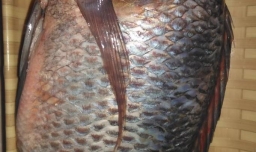 焖酸辣非洲鲫鱼