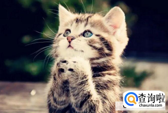 猫抖着尾巴向后滋尿怎么解决